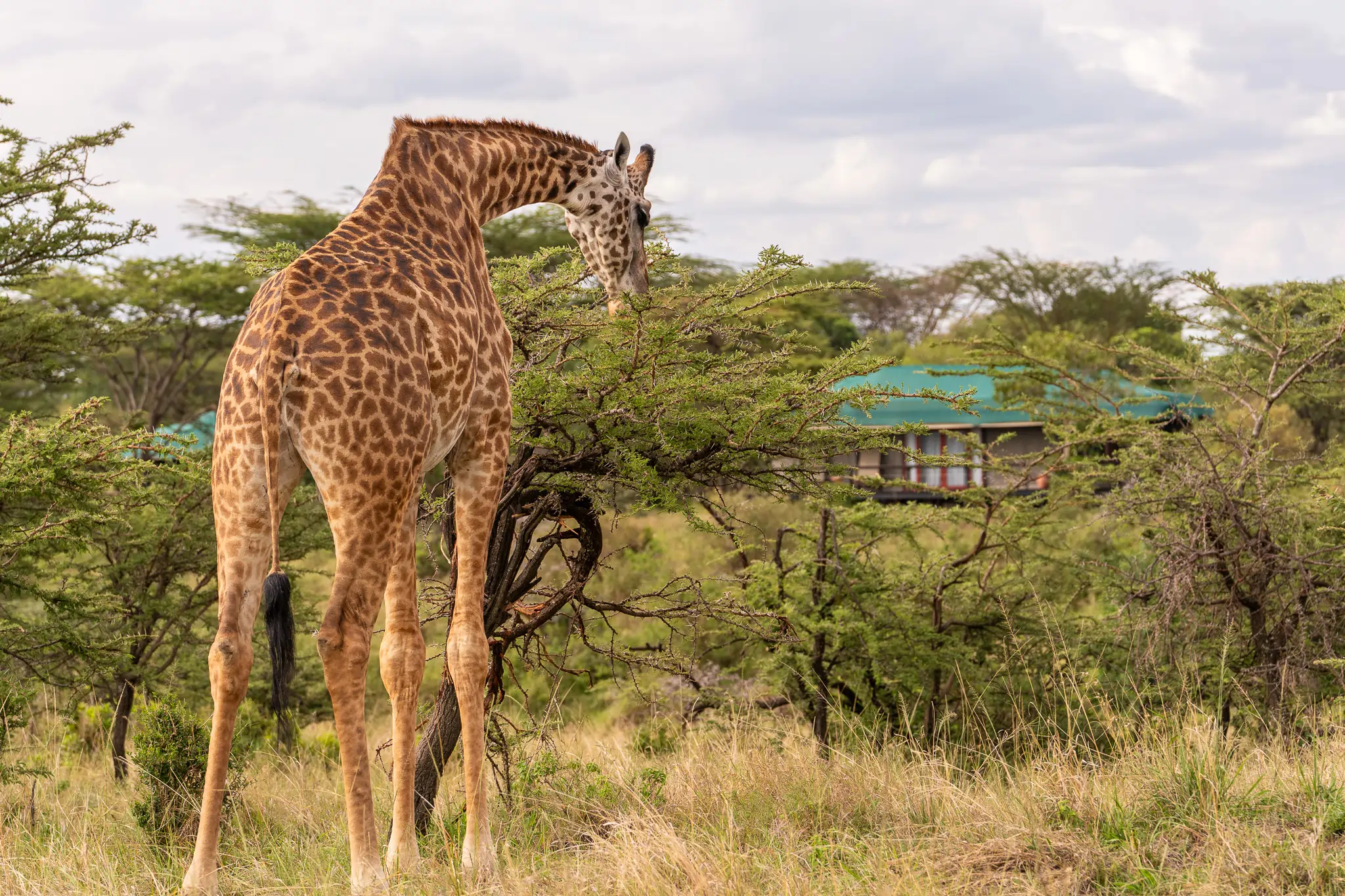 Olare Mara Kempinski ultra-exclusive accommodations in Olare Motorogi Conservancy